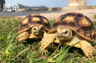 水龟和陆龟的区别,外形、习性和分布均不同