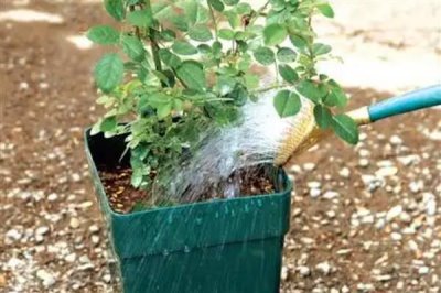 玫瑰花招虫子如何解决，喷施氧化乐果等药物可有效灭杀