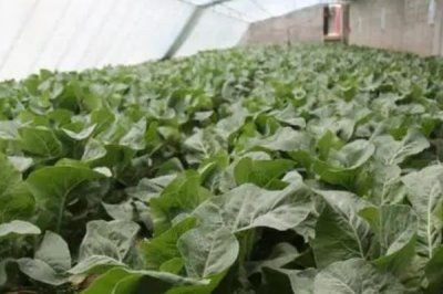 温室蔬菜冬季施肥注意事项,谨记以下十不宜