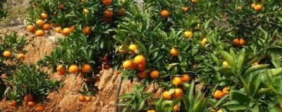 橘子的产地,分布在北纬16-37°之间