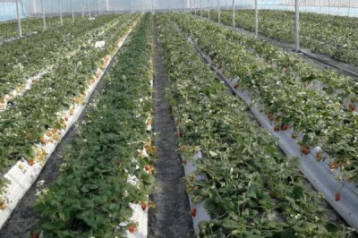 夏天高温时大棚如何有效降温,遮阳降温使用较多