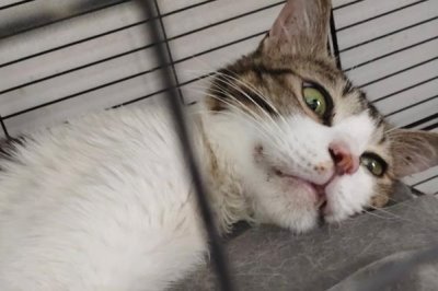 猫打喷嚏怎么办，根据病因对症治疗