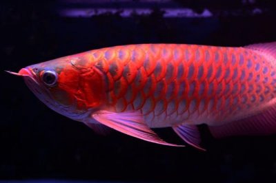 红龙鱼吐胃袋如何处理,需采取停喂食物、增加供氧量等措施