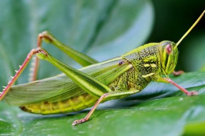 蝗虫能不能吃,天津人最爱吃油炸蝗虫