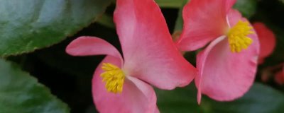 怎么养殖秋海棠，要放在没有直射光的地方养护