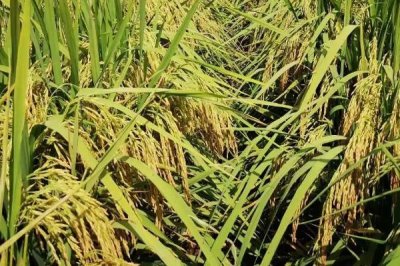 金龙优5号水稻种子特征特性,秧田亩播种量约15公斤