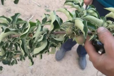 果树卷叶的原因，主要是缺少营养导致