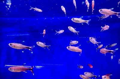 热带观赏鱼的适宜水温，一般可保持在20-32℃