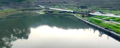 90敌百杀虫剂的鱼塘用量,鱼塘用量为0.2-0.5ppm