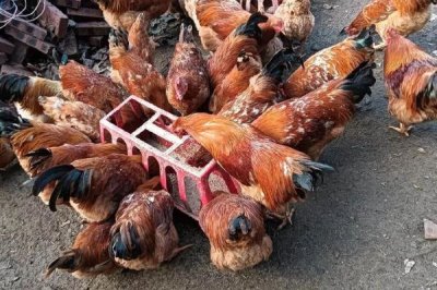 散养土鸡成本,饲养一只土鸡纯利在10元-20元