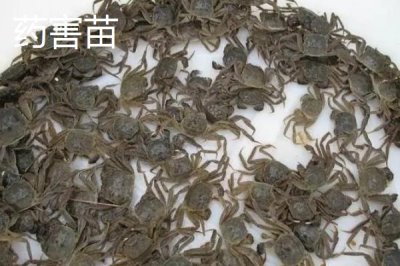 大闸蟹劣质蟹苗有哪些,药害苗、蜕壳苗和花色苗都属于