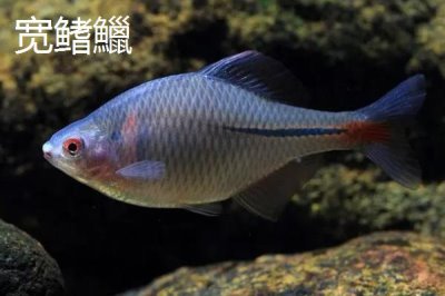 宽鳍鱲和马口鱼有什么区别，宽鳍鱲的胸鳍有黑色斑点