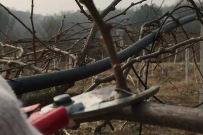 猕猴桃树的修剪技术,不同生长阶段的修剪方法不同