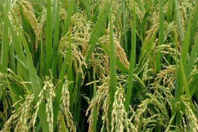 中后期谷子腾伤如何防治,浇水在下午或晚间进行