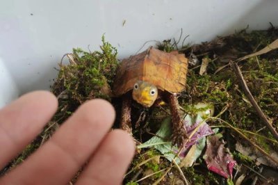 枫叶龟的价格，一般在200-500元一只