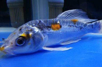 锦鲤睡觉的样子，通常会长时间停留在一个地方不动