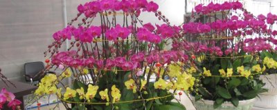 蝴蝶兰的养殖方法,用弱酸性土种植为宜