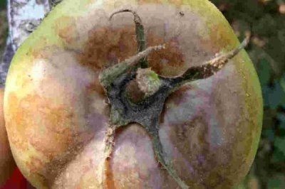 西红柿底部为什么会发黑腐烂,可能发生了晚疫病、褐变型筋腐病、炭疽病等病害