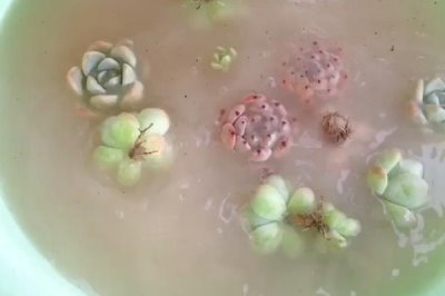 使用多菌灵要注意什么,蔬菜收获前5天需停用