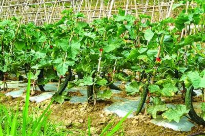 黄瓜龙头生长异常的原因及防治措施，药害、病害或缺素均会导致