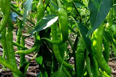 青椒的施肥原则，施足基肥十分重要