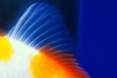 鱼的特征,都用鳃呼吸的