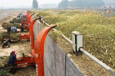 新手养羊要注意什么,分群饲养并做好免疫接种等工作