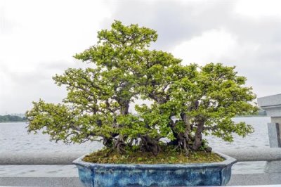 岭南盆景结顶枝法介绍，截掉顶端枝条后再按长势修剪