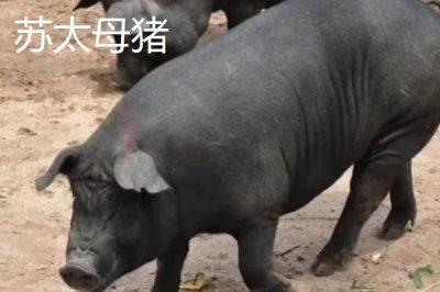 苏太母猪一窝可以产多少只幼仔，通常可产下15只左右