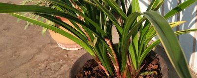 墨兰冬季长花苞可以施肥吗，温度维持在10℃可施肥