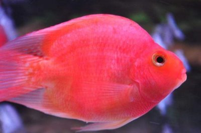 鹦鹉鱼有毒吗,鹦鹉鱼本身不含有毒素