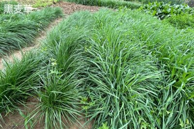 养羊种植哪些牧草，常见的有黑麦草、墨西哥玉米草等