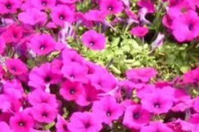 矮牵牛怎么打顶，在每年的春、秋两季进行