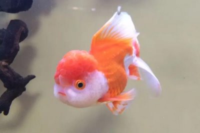 新手养金鱼选择什么品种,养鱼知识介绍