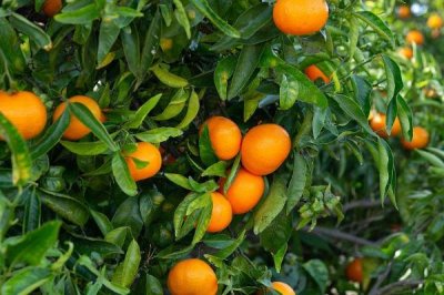 橘子什么时候最甜,夏季和秋季最甜