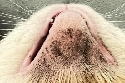 猫咪得了黑下巴如何治疗,建议多注意日常清洁