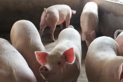 猪感冒不吃食怎么办,要根据兽医的提示来给猪喂食感冒药