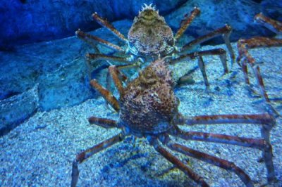 蜘蛛蟹可不可以吃，能吃但是价格很贵