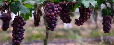 葡萄什么季节成熟,南方地区通常在6-7月份成熟