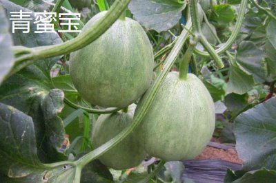 甜瓜品种推荐,是夏季消暑水果