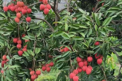 荔枝的施肥时间,分为基肥、促花肥、壮果肥