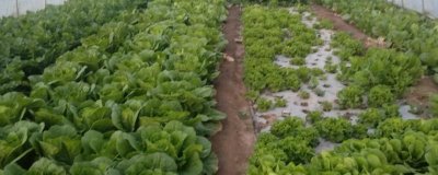 大棚蔬菜弱光症的避免措施,尽量地改善棚内光照条件