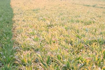 小麦返青发黄的原因，可能是脱肥、受冻、发生药害等原因所导致