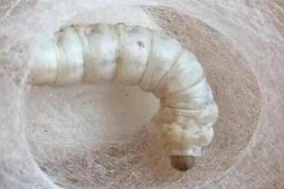 怎么养蚕,先将蚕具和蚕室进行彻底消毒