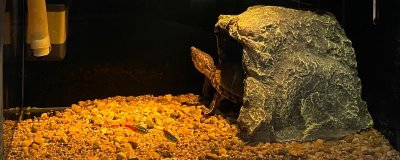 剃刀龟水位多少合适,不同生长阶段的适合水位不同