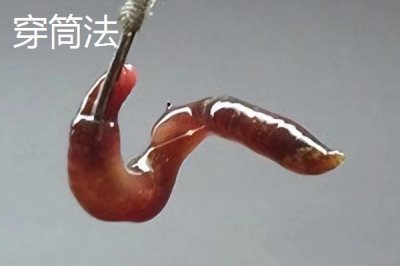 蚯蚓钓鱼法,是名副其实的“万能饵料”
