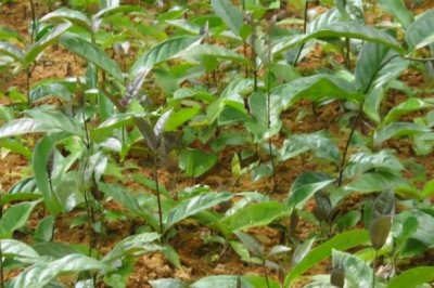 巴戟天栽培技术,选择有一定肥力的砂壤土