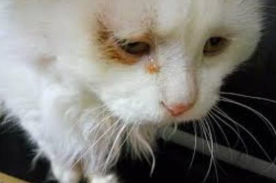 为什么猫咪会哭,可能是感觉孤独或者病了