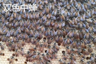 广东适合养什么中蜂,根据需求选择品种