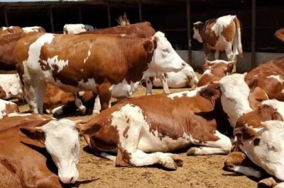 母牛流粘液多久可以配种,通常可在9-24小时内配种